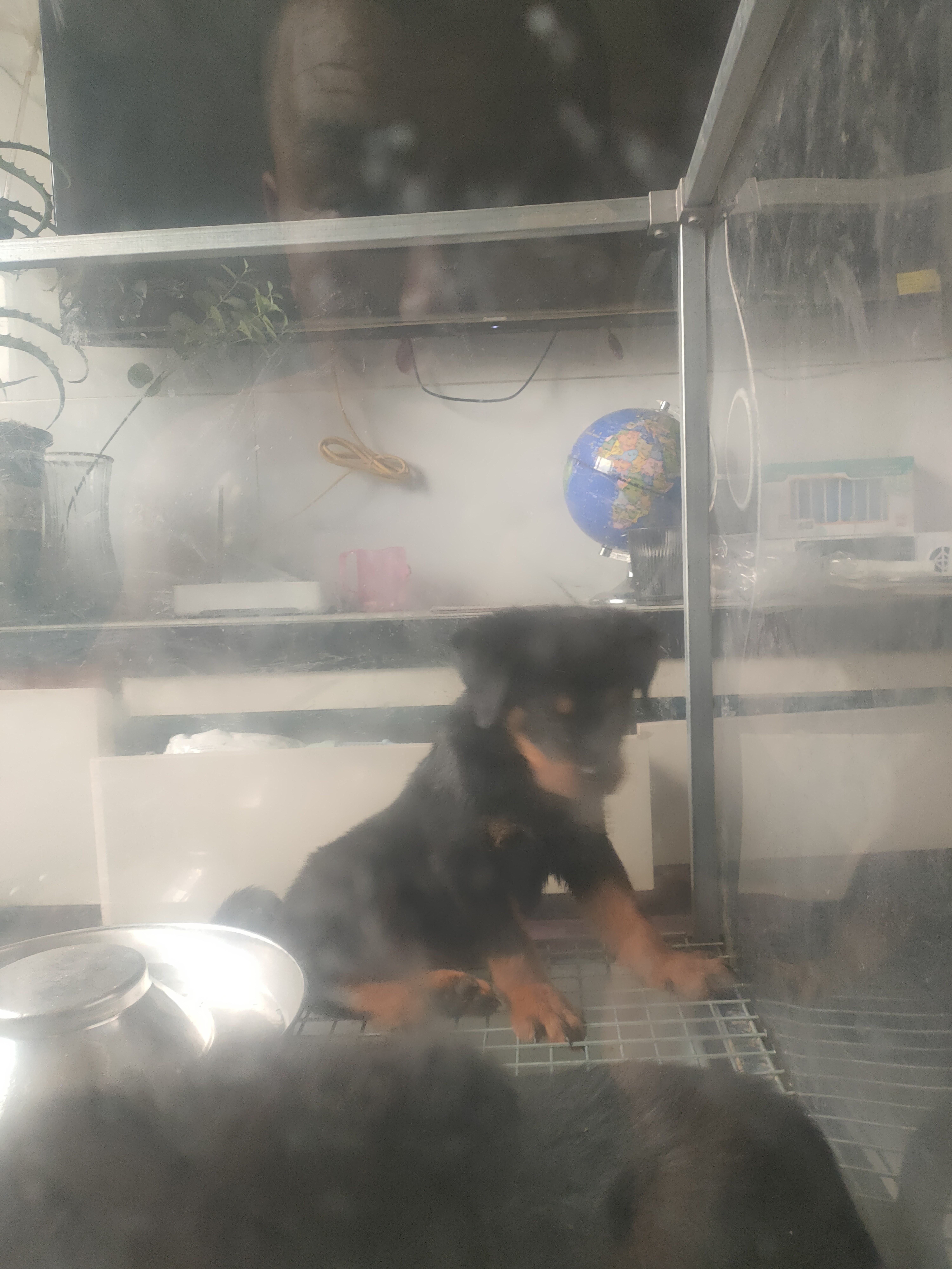 罗威纳幼犬！
